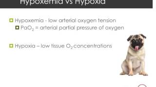 Hypoxia vs Hypoxemia [upl. by Dodge909]