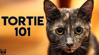 Tortoiseshell Cat 101  Everything You Need To Know About Tortie Cats [upl. by Hitt326]