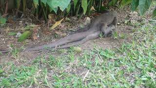 Monitor Lizard Varanus [upl. by Anitsugua]