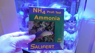 Salifert AmmoniaNH4 Testing [upl. by Trocki]