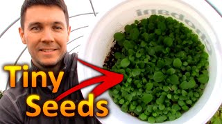 How to Grow PETUNIAS from SEEDS Part 1 Collecting and Germinating Petunia Seeds [upl. by Innep]