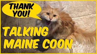 Maine Coon Talking [upl. by Gonsalve]