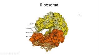 7 Ribosomi e sintesi proteica [upl. by Ede]