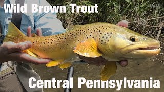 Fly Fishing Wild Brown Trout Central Pennsylvania  Wooly Bugged [upl. by Anitsyrhk889]