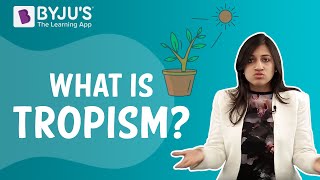 Tropic Movements In Plants  Tropism [upl. by Lyram]