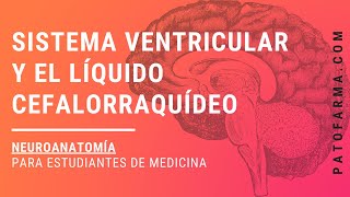 NEUROANATOMÍA Sistema Ventricular Y Líquido Cefalorraquídeo [upl. by Xer]