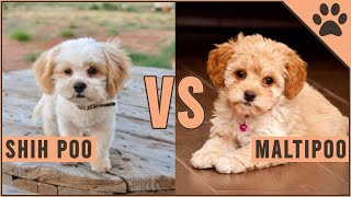 Shih Poo vs Maltipoo  Easy Comparison [upl. by Bolanger]