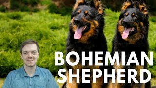 Bohemian Shepherd  Chodsky Pes  Interesting Facts [upl. by Prosper]