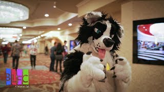 Kibas BLFC 2018 Con Video Biggest Little Fur Con [upl. by Yordan504]