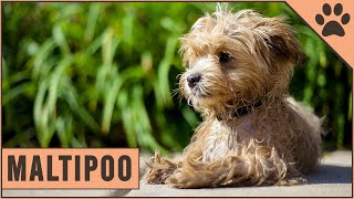 Maltipoo  Dog Breed Information [upl. by Anillek]