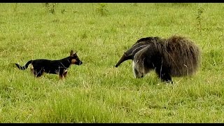 GIANT ANTEATER attacks dog MYRMECOPHAGA TRIDACTYLA TAMANDUÁBANDEIRA None crosses the safety line [upl. by Einiffit758]