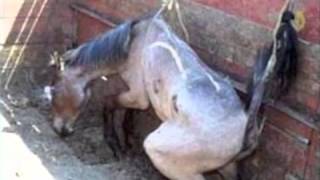 Amaryllis Farm  Horse Slaughter Lies Exposed PART 12 [upl. by Niras775]