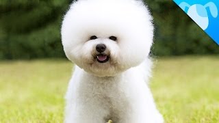 Bichon Frisé Facts [upl. by Waers]