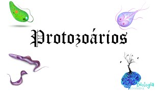 Biologia  Reino Protista Protozoários [upl. by Onirefes431]