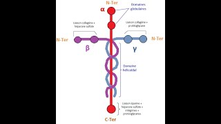 Laminin [upl. by Annaliese]