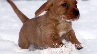 Basset Fauve de Bretagne PUPPIES [upl. by Biron417]