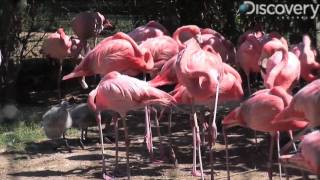 Caribbean Flamingo [upl. by Assen84]