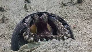 Coconut Octopus flips coconut shell over its body to protect itself  Amphioctopus marginatus [upl. by Rehptsirhc]