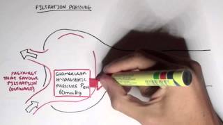 Nephrology  Glomerular Filtration [upl. by Landbert]