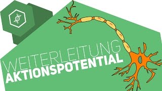 Weiterleitung des Aktionspotentials [upl. by Siramed]