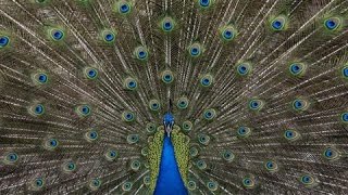 The Physics of a Peacocks Shimmering Mating Dance [upl. by Trawets]