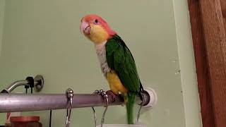 Ollie the Caique Singing in the Shower [upl. by Marte824]