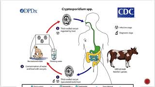 Cryptosporidiosis [upl. by Maribel]