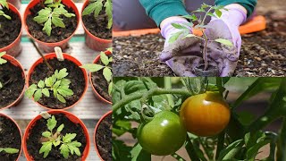 TRUCOS Y RECOMENDACIONES PARA LA SIEMBRA Y EL CUIDADO DEL TOMATE [upl. by Butterfield]