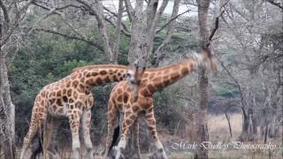 Rothschild Giraffe Giraffa camelopardalis camelopardis fighting [upl. by Anna648]