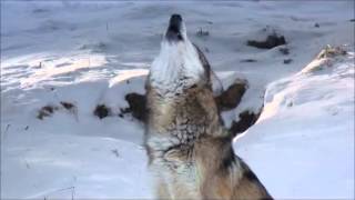 Mexican Gray Wolf Howling [upl. by Horgan]