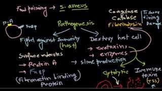 Staphylococcus pathogenesis [upl. by Nahama]