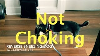 Reverse Sneezing Chihuahua [upl. by Aicatsana]