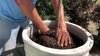 How to Repot a FiddleLeaf Fig [upl. by Bergren101]