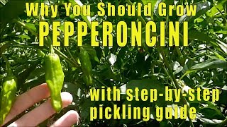 Why You Should Grow Pepperoncini Peppers [upl. by Noryak383]