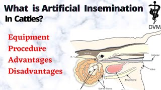 Artificial insemination in cattle  Equipment Procedure Cons amp pros DVM [upl. by Arielle]