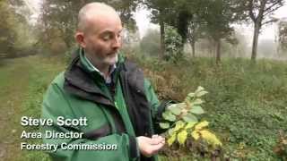 How to identify Chalara ash dieback in the field [upl. by Gerrard]