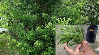 How To Propagate Podocarpus Macrophyllus YewBuddhist Pine Using Softwood Stem Cutting [upl. by Curry]