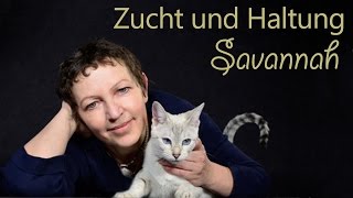 Savannah  Zucht und Haltung von Savannah Rassekatzen [upl. by Constant632]