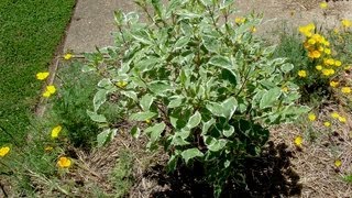 How to grow Dogwood  Gardening 101 by Dr Greenthumb [upl. by Topper]