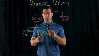 Humoral Immunity [upl. by Mesics]