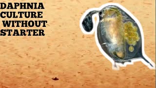 HOW TO CULTURE DAPHNIA NATURALLY WITHOUT A STARTER [upl. by Jdavie212]