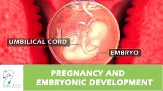 Pregnancy and Embryonic Development [upl. by Pearse]