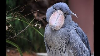 Shoebill  An Amazing Bird [upl. by Allveta]