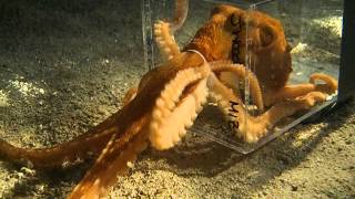 Octopus escaping through a 1 inch diameter hole [upl. by Ahsauqal]