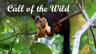 Call of the Wild  The Beauty of Western Ghats  National Parks  Kerala Tourism [upl. by Decrem683]