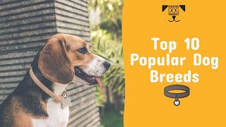 Top 10 Popular Dog Breeds in India 2020 List [upl. by Fillander]