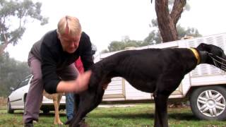 Greyhound coursing tips Welfare issues and how to avoid them [upl. by Mina]