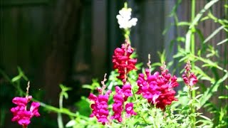 How to Grow Snapdragon Antirrhinum Flowers from Seed [upl. by Madea673]