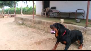 Rottweiler dog attacks man in India [upl. by Giule519]