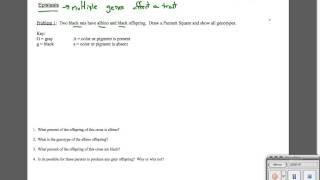 Epistasis Sample Problem 1 [upl. by Cassandre]